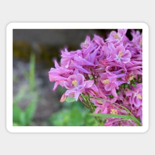 Pink Spring Flowers Magnet